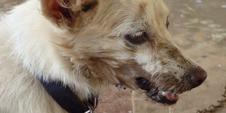 Ashanti Region: GHS issues alert over rabies outbreak