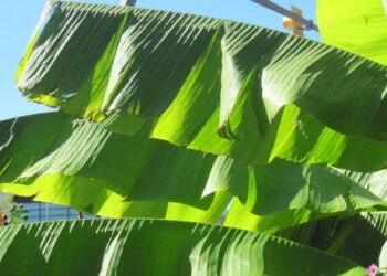 Plantain leaf Improves upper respiratory tract, heart health