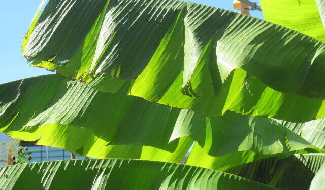 Plantain leaf Improves upper respiratory tract, heart health