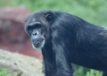 Guinea’s oldest chimpanzee dies alone