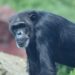 Guinea’s oldest chimpanzee dies alone