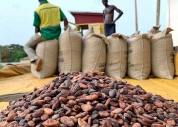 Cocoa prices increased by 21%; bag of cocoa to sell at GH¢800