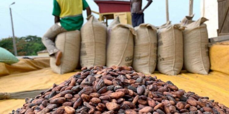 Cocoa prices increased by 21%; bag of cocoa to sell at GH¢800