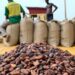 Cocoa prices increased by 21%; bag of cocoa to sell at GH¢800
