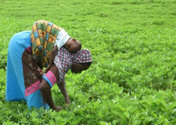 Support for Farmers’ Day celebration declines due to economic hardship – Deputy Minister