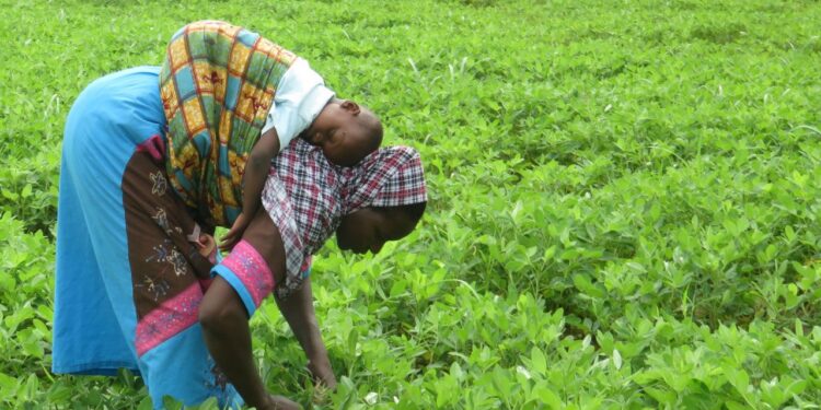 Support for Farmers’ Day celebration declines due to economic hardship – Deputy Minister