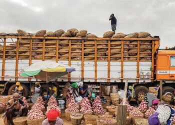 A/R: Ghana could experience onion shortage in Christmas – Traders hint