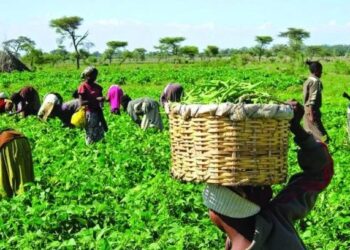 Farmers Resign In Large Numbers After Their Boss Installed CCTV To Monitor Their Activities