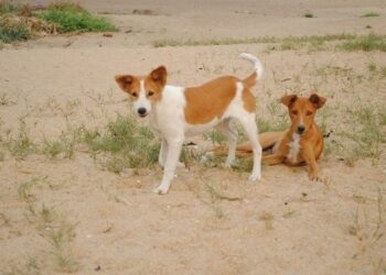 Chief of Yamoransa warn residents against keeping dogs in their homes