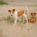 Chief of Yamoransa warn residents against keeping dogs in their homes
