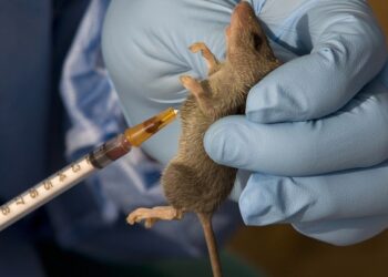 GHS confirmed two cases of Lassa Fever; one dead