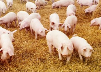 Two CSOs to sue MoFA over importation of US pigs