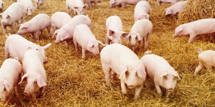 Two CSOs to sue MoFA over importation of US pigs