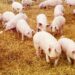 Two CSOs to sue MoFA over importation of US pigs
