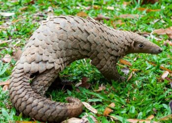 Kumasi Zoo releases rescued ‘black bellied’ pangolin to nature