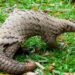 Kumasi Zoo releases rescued ‘black bellied’ pangolin to nature