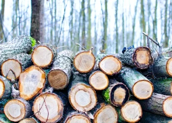 Scientists can now grow wood in a lab without cutting a single tree