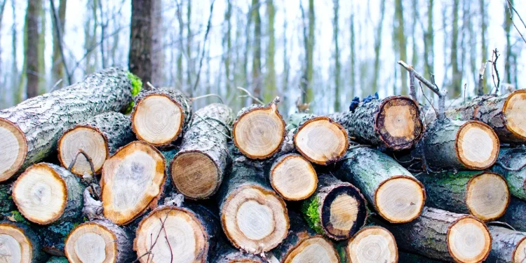 Scientists can now grow wood in a lab without cutting a single tree