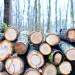 Scientists can now grow wood in a lab without cutting a single tree