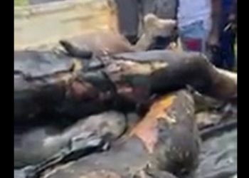 VIDEO: 3 suspected armed robbers burnt alive at Moseaso