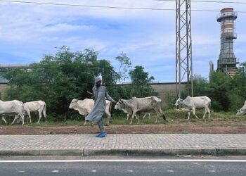 Cattle herders causing nuisance in Tema Freezone enclave