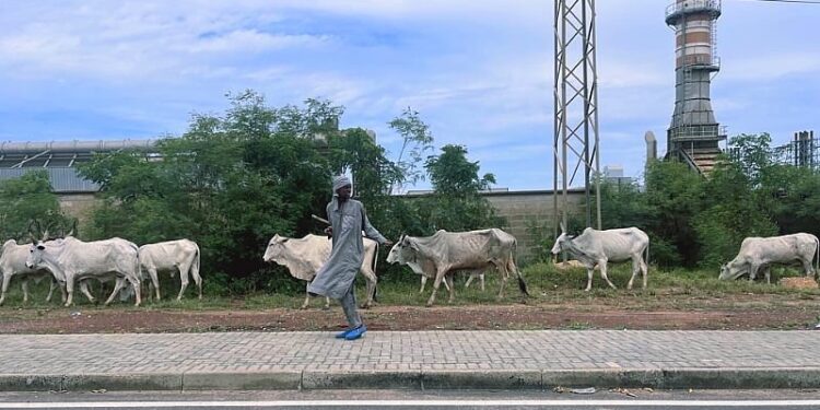 Cattle herders causing nuisance in Tema Freezone enclave
