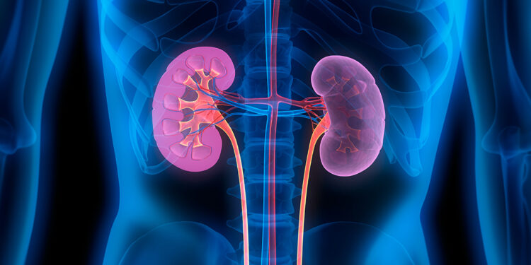Lifestyle activities contribute to most kidney problems – Public advised