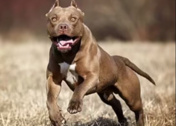 Family Dog Mauls 70-Year-Old Grandmother To Death While She Was Sunbathing