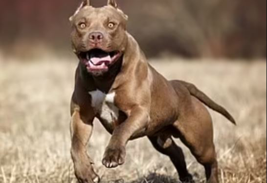 Family Dog Mauls 70-Year-Old Grandmother To Death While She Was Sunbathing