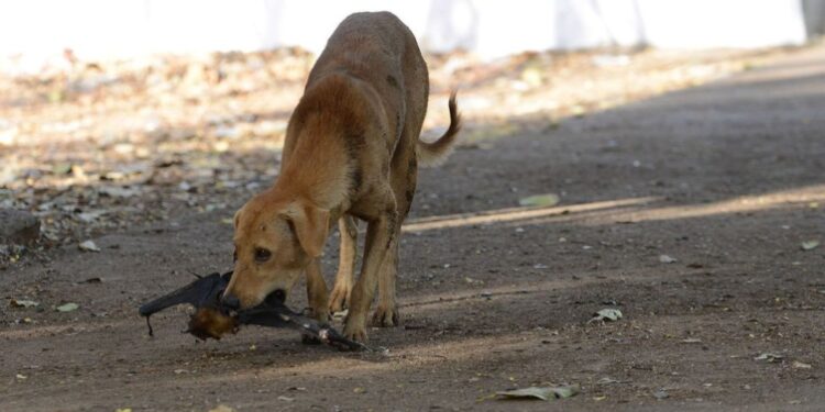 Rabid dog attacks 8 children at Awutu Senya, kills one