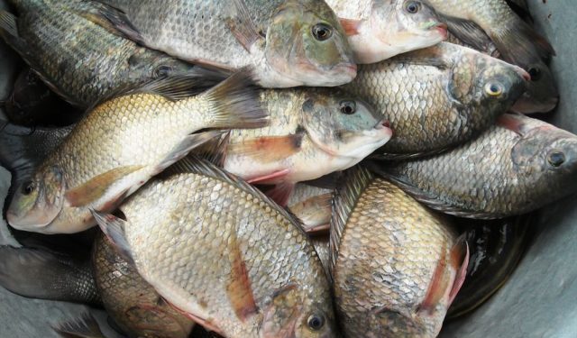 Let’s protect our sea and rivers from plastic waste – Fisheries Alliance