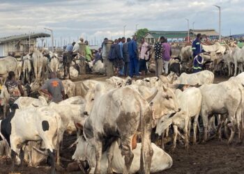 UW: Cattle prices pegged at Ghc15,000 ahead of Eid-ul-Adha