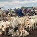 UW: Cattle prices pegged at Ghc15,000 ahead of Eid-ul-Adha