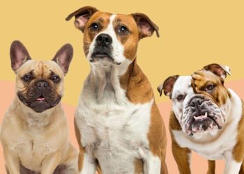 Bull dogs attack, mauled eight-year-old boy to death in Kumasi