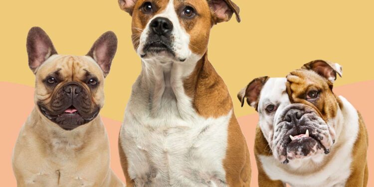 Bull dogs attack, mauled eight-year-old boy to death in Kumasi