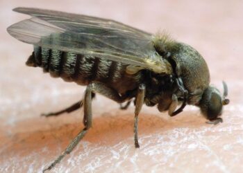 Black flies invade Dawhenya, prompting health concerns