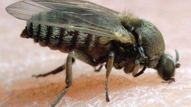 Black flies invade Dawhenya, prompting health concerns