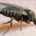 Black flies invade Dawhenya, prompting health concerns
