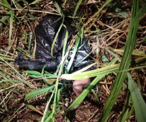 C/R: Dogs Discover Day-Old Baby Dumped In A Bush At Ofaakor