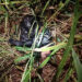 C/R: Dogs Discover Day-Old Baby Dumped In A Bush At Ofaakor