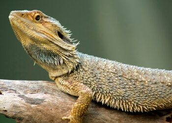Farmers warned of reptiles as Bagre Dam floods hit again