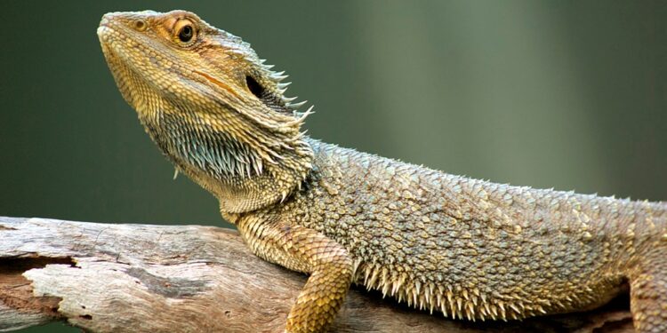 Farmers warned of reptiles as Bagre Dam floods hit again