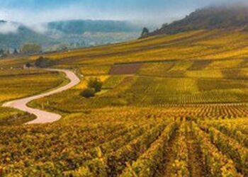 France is destroying millions of bottles of wine – because on one wants to drink it