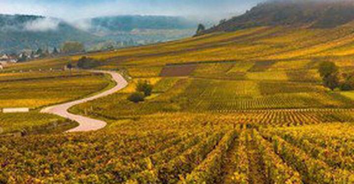 France is destroying millions of bottles of wine – because on one wants to drink it