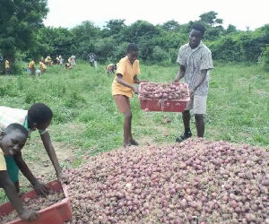Ghanaian school sets example for local onion production, challenging import dependency