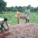 Ghanaian school sets example for local onion production, challenging import dependency