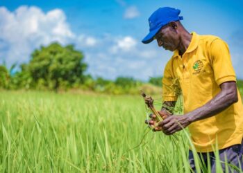 Establish more rice factories to cope with increasing production – MOFA Director