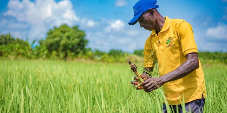 Establish more rice factories to cope with increasing production – MOFA Director