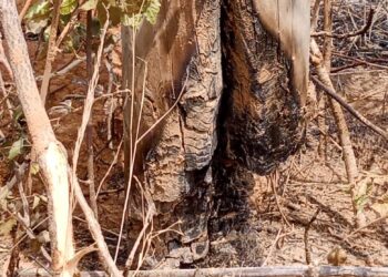 ECG Ada District embark on anti-bushfire advocacy