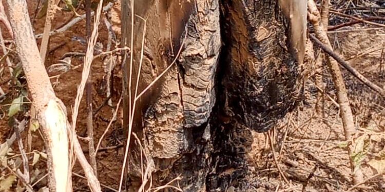 ECG Ada District embark on anti-bushfire advocacy